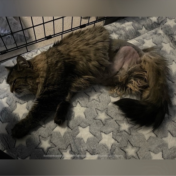 Lulus Moments to Remember White Sleeveless Wide-Leg
Cutout Jumpsuit - Picture 12 of 16